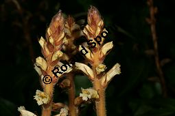 Efeu-Sommerwurz, Orobanche hederae, Orobanchaceae, Orobanche hederae, Efeu-Sommerwurz, Blühend Kauf von 06474orobanche_hederaeimg_7910.jpg