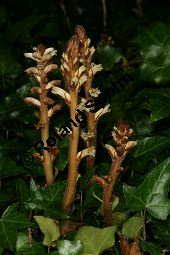 Efeu-Sommerwurz, Orobanche hederae, Orobanchaceae, Orobanche hederae, Efeu-Sommerwurz, Blühend Kauf von 06474orobanche_hederaeimg_7912.jpg