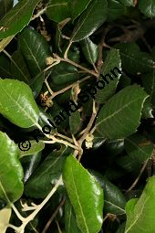 Erlenblättrige Eiche, Goldene Eiche, Quercus alnifolia, Fagaceae, Quercus alnifolia, Erlenblättrige Eiche, Goldene Eiche, Beblättert Kauf von 06476_quercus_alnifolia_img_2251.jpg