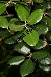 Erlenblättrige Eiche, Goldene Eiche, Quercus alnifolia, Fagaceae, Quercus alnifolia, Erlenblättrige Eiche, Goldene Eiche, Beblättert Kauf von 06476_quercus_alnifolia_img_2253.jpg