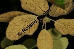 Erlenblättrige Eiche, Goldene Eiche, Quercus alnifolia, Fagaceae, Quercus alnifolia, Erlenblättrige Eiche, Goldene Eiche, Beblättert Kauf von 06476_quercus_alnifolia_img_2254.jpg