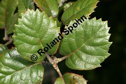 Erlenblättrige Eiche, Goldene Eiche, Quercus alnifolia, Fagaceae, Quercus alnifolia, Erlenblättrige Eiche, Goldene Eiche, Beblättert Kauf von 06476quercus_alnifoliaimg_7918.jpg