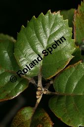 Erlenblättrige Eiche, Goldene Eiche, Quercus alnifolia, Fagaceae, Quercus alnifolia, Erlenblättrige Eiche, Goldene Eiche, Beblättert Kauf von 06476quercus_alnifoliaimg_7919.jpg