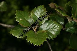 Erlenblättrige Eiche, Goldene Eiche, Quercus alnifolia, Fagaceae, Quercus alnifolia, Erlenblättrige Eiche, Goldene Eiche, Beblättert Kauf von 06476quercus_alnifoliaimg_7920.jpg