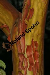 Östlicher Erdbeerbaum, Arbutus andrachne, Ericaceae, Arbutus andrachne, Östlicher Erdbeerbaum, Beblättert Kauf von 06478_arbutus_andrachne_img_0865.jpg