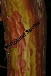 Östlicher Erdbeerbaum, Arbutus andrachne, Ericaceae, Arbutus andrachne, Östlicher Erdbeerbaum, Beblättert Kauf von 06478_arbutus_andrachne_img_0868.jpg