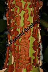 Östlicher Erdbeerbaum, Arbutus andrachne, Ericaceae, Arbutus andrachne, Östlicher Erdbeerbaum, Beblättert Kauf von 06478_arbutus_andrachne_img_1216.jpg