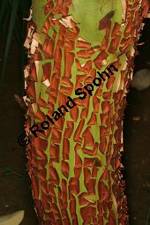 Östlicher Erdbeerbaum, Arbutus andrachne, Ericaceae, Arbutus andrachne, Östlicher Erdbeerbaum, Beblättert Kauf von 06478_arbutus_andrachne_img_1217.jpg