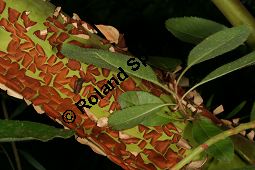 Östlicher Erdbeerbaum, Arbutus andrachne, Ericaceae, Arbutus andrachne, Östlicher Erdbeerbaum, Beblättert Kauf von 06478_arbutus_andrachne_img_1218.jpg