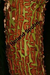 Östlicher Erdbeerbaum, Arbutus andrachne, Ericaceae, Arbutus andrachne, Östlicher Erdbeerbaum, Beblättert Kauf von 06478_arbutus_andrachne_img_1219.jpg