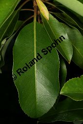 Östlicher Erdbeerbaum, Arbutus andrachne, Ericaceae, Arbutus andrachne, Östlicher Erdbeerbaum, Beblättert Kauf von 06478arbutus_andrachneimg_7933.jpg