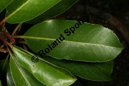 Östlicher Erdbeerbaum, Arbutus andrachne, Ericaceae, Arbutus andrachne, Östlicher Erdbeerbaum, Beblättert Kauf von 06478arbutus_andrachneimg_7934.jpg