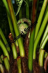 Weicher Baumfarn, Dicksonia antarctica, Farne, Dicksonia antarctica, Weicher Baumfarm, Stamm längs Kauf von 06480_dicksonia_antarctica_img_0545.jpg