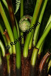 Weicher Baumfarn, Dicksonia antarctica, Farne, Dicksonia antarctica, Weicher Baumfarm, Stamm längs Kauf von 06480_dicksonia_antarctica_img_0546.jpg