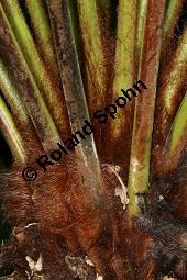 Weicher Baumfarn, Dicksonia antarctica, Farne, Dicksonia antarctica, Weicher Baumfarm, Stamm längs Kauf von 06480_dicksonia_antarctica_img_9361.jpg