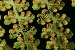 Weicher Baumfarn, Dicksonia antarctica, Farne, Dicksonia antarctica, Weicher Baumfarm, Stamm längs Kauf von 06480_dicksonia_antarctica_img_9363.jpg