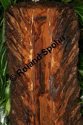 Weicher Baumfarn, Dicksonia antarctica, Farne, Dicksonia antarctica, Weicher Baumfarm, Stamm längs Kauf von 06480dicksonia_antarcticaimg_7949.jpg