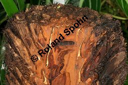 Weicher Baumfarn, Dicksonia antarctica, Farne, Dicksonia antarctica, Weicher Baumfarm, Stamm längs Kauf von 06480dicksonia_antarcticaimg_7953.jpg