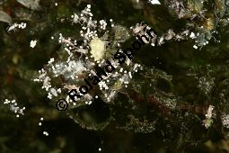 Nuttalls Wasserpest, Schmalblättrige Wasserpest, Elodea nuttallii, Anacharis nuttallii, Elodea occidentalis, Hydrocharitaceae, Elodea nuttallii, Anacharis nuttallii, Elodea occidentalis, Nuttalls Wasserpest, Schmalblättrige Wasserpest, weiblich blühend Kauf von 06481elodea_nuttalliiimg_7982.jpg