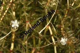 Nuttalls Wasserpest, Schmalblättrige Wasserpest, Elodea nuttallii, Anacharis nuttallii, Elodea occidentalis, Hydrocharitaceae, Elodea nuttallii, Anacharis nuttallii, Elodea occidentalis, Nuttalls Wasserpest, Schmalblättrige Wasserpest, weiblich blühend Kauf von 06481elodea_nuttalliiimg_7983.jpg