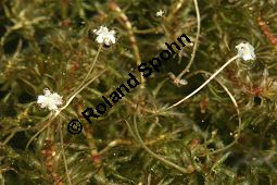 Nuttalls Wasserpest, Schmalblättrige Wasserpest, Elodea nuttallii, Anacharis nuttallii, Elodea occidentalis, Hydrocharitaceae, Elodea nuttallii, Anacharis nuttallii, Elodea occidentalis, Nuttalls Wasserpest, Schmalblättrige Wasserpest, weiblich blühend Kauf von 06481elodea_nuttalliiimg_7984.jpg