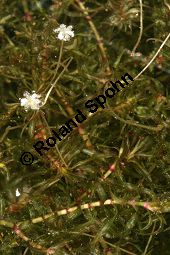 Nuttalls Wasserpest, Schmalblättrige Wasserpest, Elodea nuttallii, Anacharis nuttallii, Elodea occidentalis, Hydrocharitaceae, Elodea nuttallii, Anacharis nuttallii, Elodea occidentalis, Nuttalls Wasserpest, Schmalblättrige Wasserpest, weiblich blühend Kauf von 06481elodea_nuttalliiimg_7985.jpg