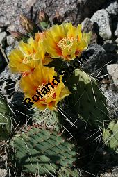 Vieldorniger Feigenkaktus, Vieldornige Opuntie, Opuntia polyacantha Kauf von 06485opuntia_polyacanthaimg_8029.jpg