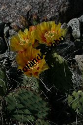 Vieldorniger Feigenkaktus, Vieldornige Opuntie, Opuntia polyacantha Kauf von 06485opuntia_polyacanthaimg_8030.jpg