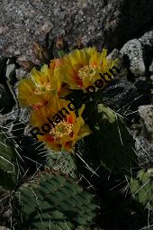 Vieldorniger Feigenkaktus, Vieldornige Opuntie, Opuntia polyacantha Kauf von 06485opuntia_polyacanthaimg_8031.jpg