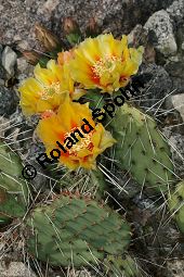 Vieldorniger Feigenkaktus, Vieldornige Opuntie, Opuntia polyacantha Kauf von 06485opuntia_polyacanthaimg_8032.jpg