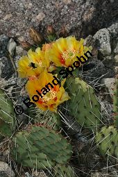 Vieldorniger Feigenkaktus, Vieldornige Opuntie, Opuntia polyacantha Kauf von 06485opuntia_polyacanthaimg_8033.jpg