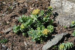 Arktische Rosenwurz, Rhodiola rosea ssp. arctica, Crassulaceae, Rhodiola rosea ssp. arctica, Arktische Rosenwurz, Habitus verblüht Kauf von 06489rhodiola_rosea_arcticaimg_8533.jpg