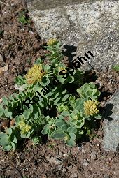Arktische Rosenwurz, Rhodiola rosea ssp. arctica, Crassulaceae, Rhodiola rosea ssp. arctica, Arktische Rosenwurz, Habitus verblüht Kauf von 06489rhodiola_rosea_arcticaimg_8534.jpg