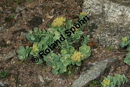 Arktische Rosenwurz, Rhodiola rosea ssp. arctica, Crassulaceae, Rhodiola rosea ssp. arctica, Arktische Rosenwurz, Habitus verblüht Kauf von 06489rhodiola_rosea_arcticaimg_8535.jpg