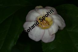 Chinesischer Gewürzstrauch, Sinocalycanthus chinensis, Calycanthus chinensis Kauf von 06491sinocalycanthus_chinensisimg_8682.jpg