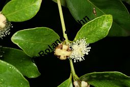 Erdbeer-Guave, Psidium littorale Kauf von 06492psidium_littoraleimg_8812.jpg