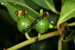 Erdbeer-Guave, Psidium littorale Kauf von 06492psidium_littoraleimg_8813.jpg