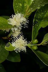 Erdbeer-Guave, Psidium littorale Kauf von 06492psidium_littoraleimg_8815.jpg