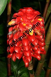 Tapeinochilus ananassae Kauf von 06494tapeinochilus_ananassaeimg_8859.jpg