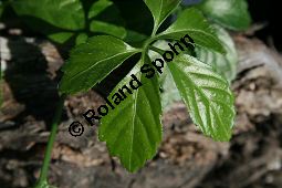 Jiaogulan, Gymnostemma pentaphylla, Cucurbitaceae, Gymnostemma pentaphylla, Jiaogulan, Beblättert Kauf von 06501gymnostemma_pentaphyllaimg_2199.jpg