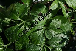 Jiaogulan, Gymnostemma pentaphylla, Cucurbitaceae, Gymnostemma pentaphylla, Jiaogulan, Beblättert Kauf von 06501gymnostemma_pentaphyllaimg_2201.jpg