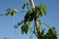 Jiaogulan, Gymnostemma pentaphylla, Cucurbitaceae, Gymnostemma pentaphylla, Jiaogulan, Beblättert Kauf von 06501gymnostemma_pentaphyllaimg_2202.jpg