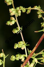 Feld-Beifuß, Artemisia campestris Kauf von 06502_artemisia_campestris_img_4053.jpg