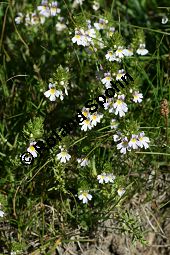 Alpen-Augentrost, Euphrasia alpina Kauf von 06503_euphrasia_alpina_img_9415.jpg