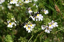 Alpen-Augentrost, Euphrasia alpina Kauf von 06503_euphrasia_alpina_img_9416.jpg