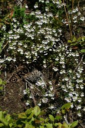 Alpen-Augentrost, Euphrasia alpina Kauf von 06503_euphrasia_alpina_img_9438.jpg