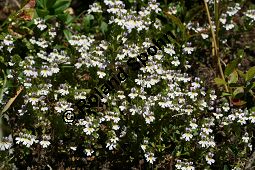 Alpen-Augentrost, Euphrasia alpina Kauf von 06503_euphrasia_alpina_img_9439.jpg