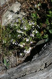 Alpen-Augentrost, Euphrasia alpina Kauf von 06503_euphrasia_alpina_img_9458.jpg