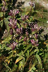 Ostalpen-Enzian, Ungarischer Enzian, Gentiana pannonica Kauf von 06504gentiana_pannonicaimg_9707.jpg