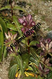 Ostalpen-Enzian, Ungarischer Enzian, Gentiana pannonica Kauf von 06504gentiana_pannonicaimg_9708.jpg